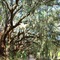 canopy road, south of Morriston, Florida (1-6-2008)