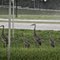 Hitchhikers