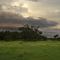 cow field, sarasota