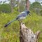 Florida Scrub Jay