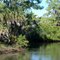Quiet Stream at Oscar Scherer State Park, Osprey, FL