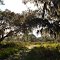 Spanish Moss in Oscar Scherer Park, Florida