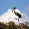 Wood Stork on the top of a pine tree
