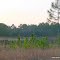 Wells Pond in Ocala National Forest