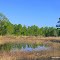Near Wells Pond in  the Ocala National Forest