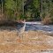 Sand Hill Crane at Wells Pond in Ocala National Forest