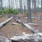 Downed tree triangle:   Serenova Tract