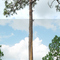 pine tree struck by lightning, rural central Pasco county, Florida (6-6-2007) 1