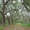 canopy trail, rural Pasco county, Florida (6-6-2007)