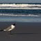 Bird on the Beach 1
