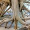 Beach Roots