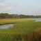 Marsh Grass