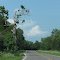 Goofy Tree