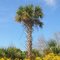 Sabal Palm Stump Pass State Park, Florida