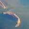 Island in St. Joseph Sound