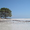 lone mangrove, Anclote Island, Florida (5-22-2005)