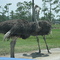 Ostriches
