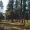 Loblolly pine in late afternoon
