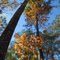 Last of the fall foliage in north Florida