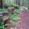 Along the path to the Canopy Crane