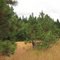 An odd row of "experimental" Ponderosa Pines amongst the typical firs