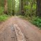 Strange pink cement amongst the Old growth