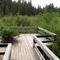 Marsh overlook platform on the Whistle Punk