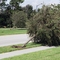 Trees Down After Charley (2004)