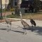 Giant Birds In Eagle Creek Golf Course L.Nona