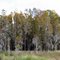 Cypress Tree Island