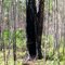 One Of Many Old Turpentine Usage Sap Extraction Trees In the Area