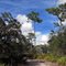 Very Tall, Skinny Pine Tree And Oaks