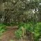 Oak Hammock, Split Oak Forest