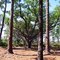 Large Oak Tree Along The Trail