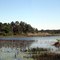 Pond in Split Oak Area