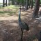 Sandhill crane - Moss Park is loaded with them