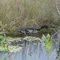 Aligator in canal on old 41