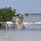 Mangroves in Florida Bay