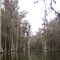 Wild trees