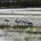 White African Spoonbill
