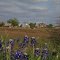 Spring blooms @ the farm