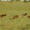 Swart wildebeeste