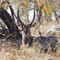 Waterbuck @ Kruger Park