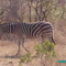 Zebra in kruger park SA