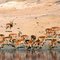 old slides: impala at waterhole