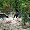 Kruger Park: Buffeloes