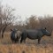 Rhinos From Different Angles (Kruger N.P.)