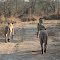 Thirsty Tsalala Lionesses On Their Way To A Waterhole (Sabi Sand)