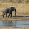 Elephant - Buffelshoek Game Reserve
