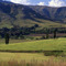 Free State poplars